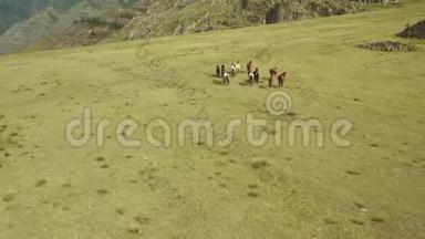 野马奔跑。 在背景山的草原上奔跑的马群。 日落。